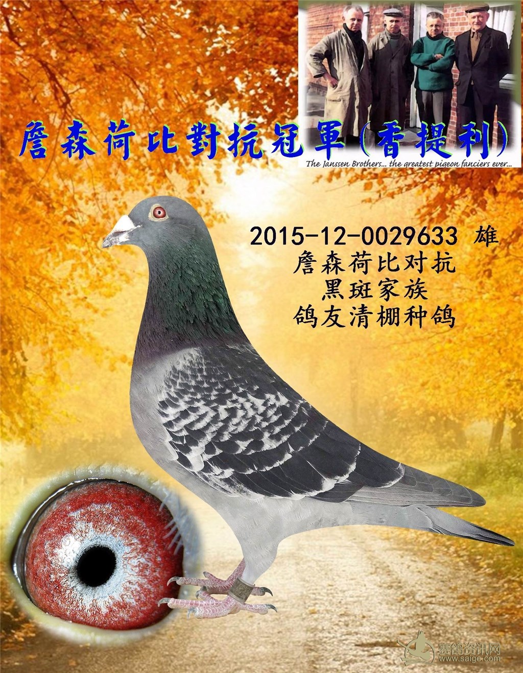 詹森荷比对抗冠军(香提利) (鸽友清棚种鸽)(已售云南大理)