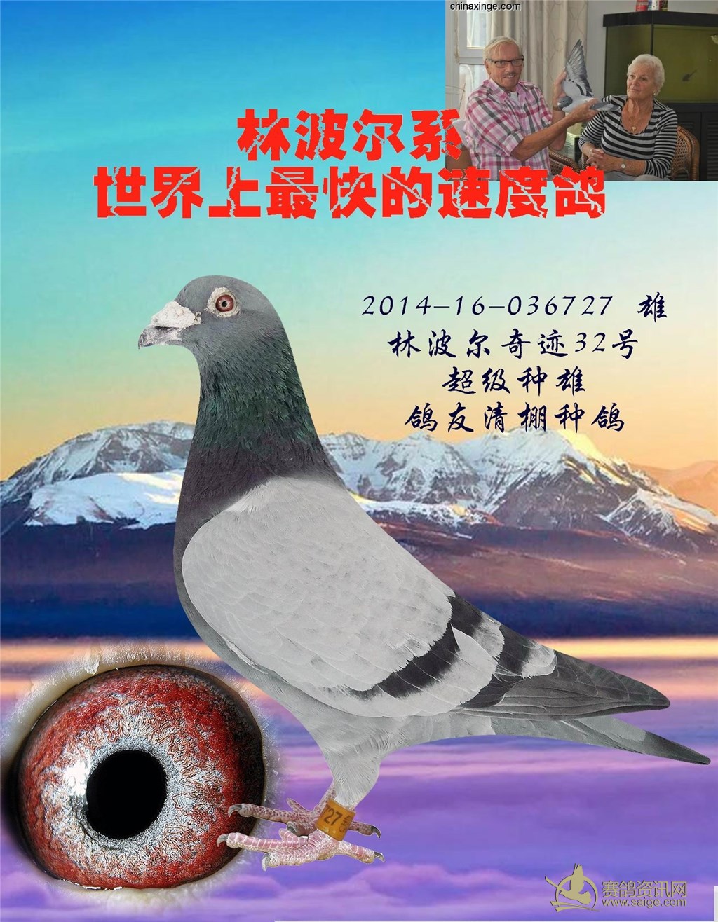 种鸽--中国信鸽信息网相册