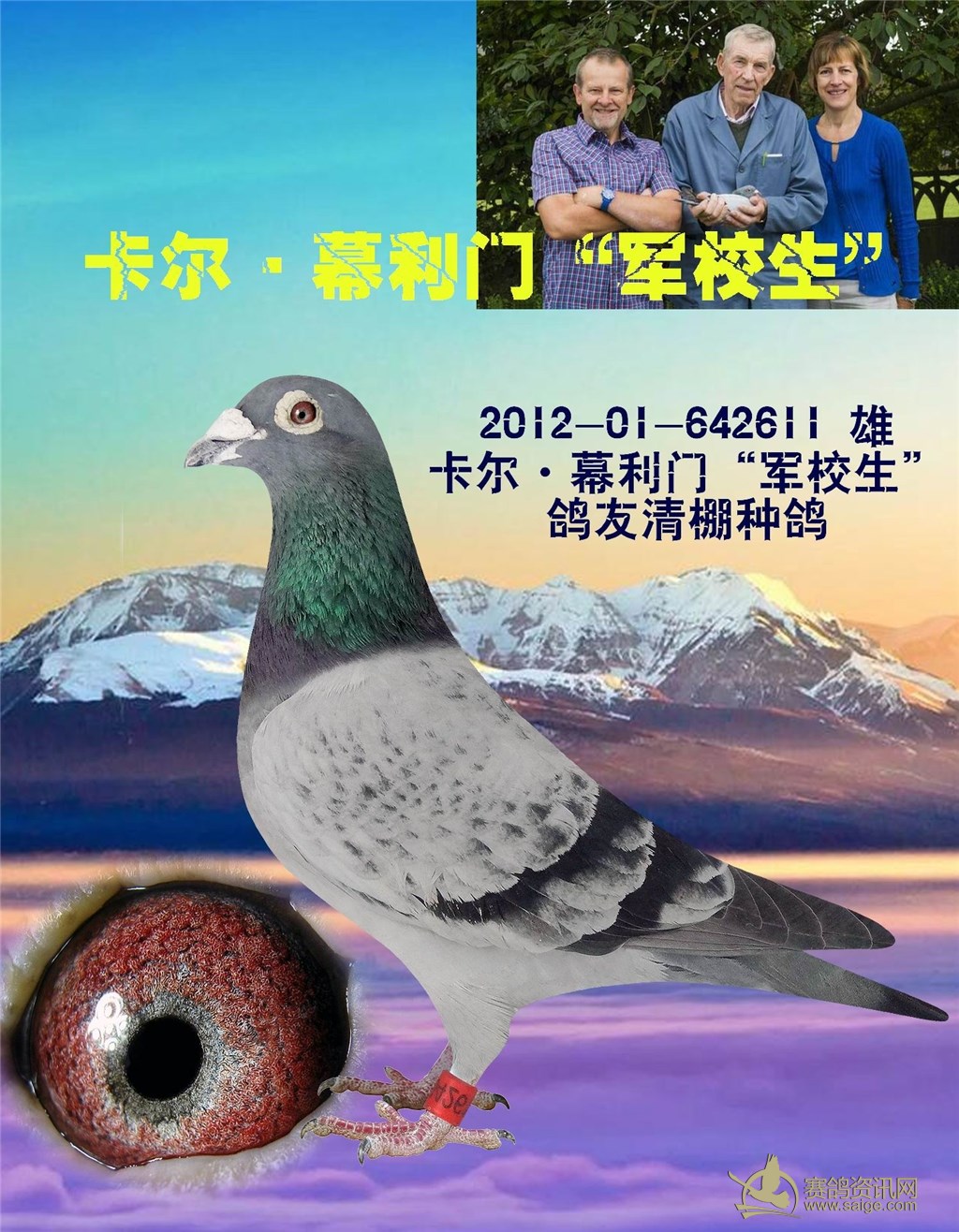 极其罕见-----【紫罗兰种鸽】------经典鸽眼。劲货_赛鸽资讯网商城