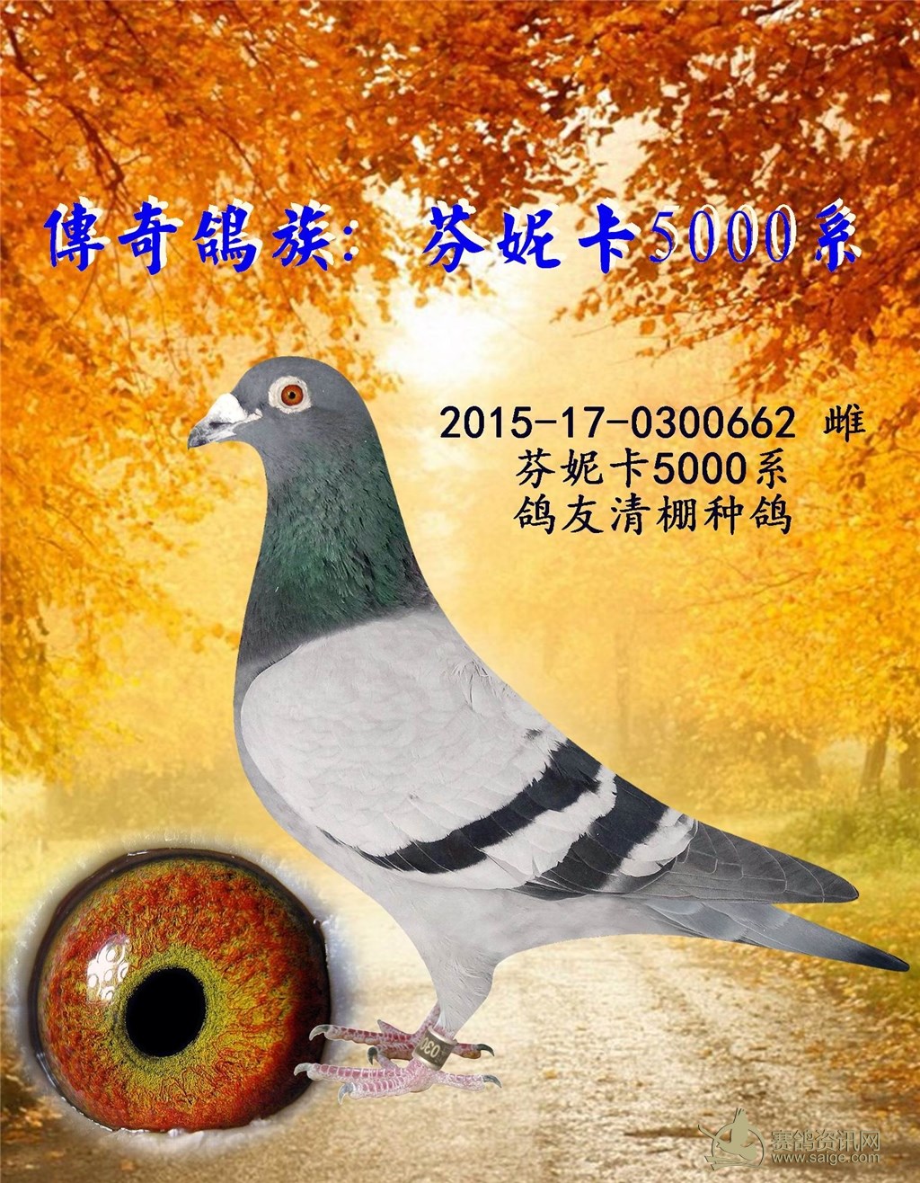 传奇鸽族:芬妮卡5000系662(鸽友清棚种鸽)(已售新溪)