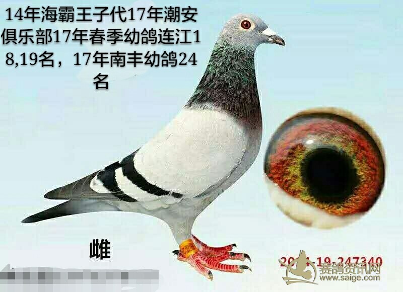 已售汕头海霸王全眼志种鸽,雌鸽,子代已挥非诚勿扰.微信号rr4p333