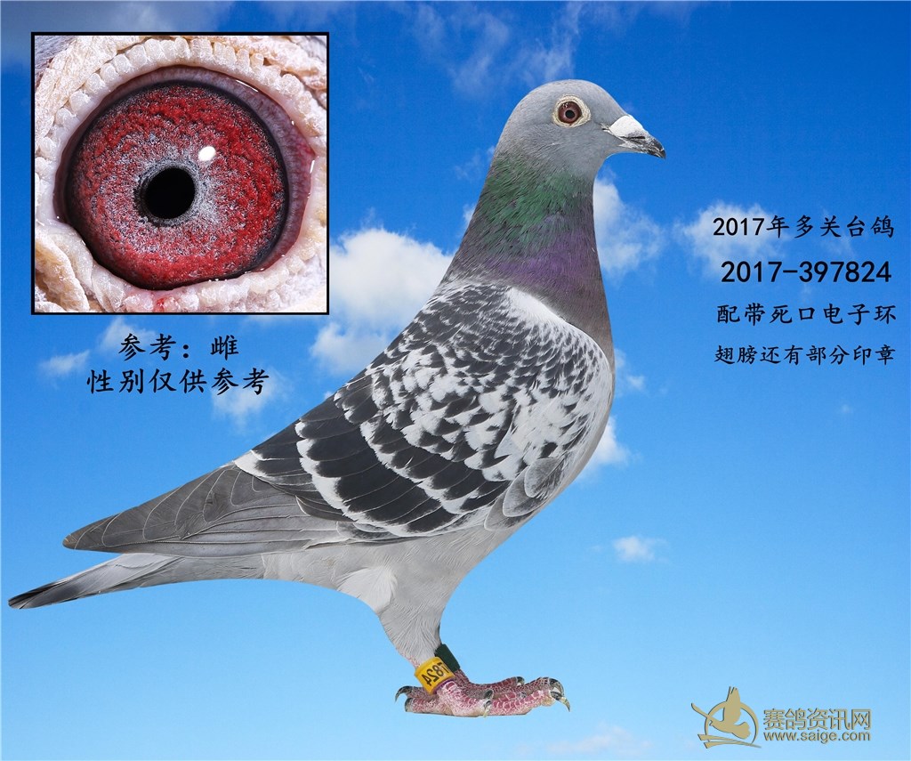 出售一羽2017年台湾多关台鸽 翅膀还剩下部分印章—雌