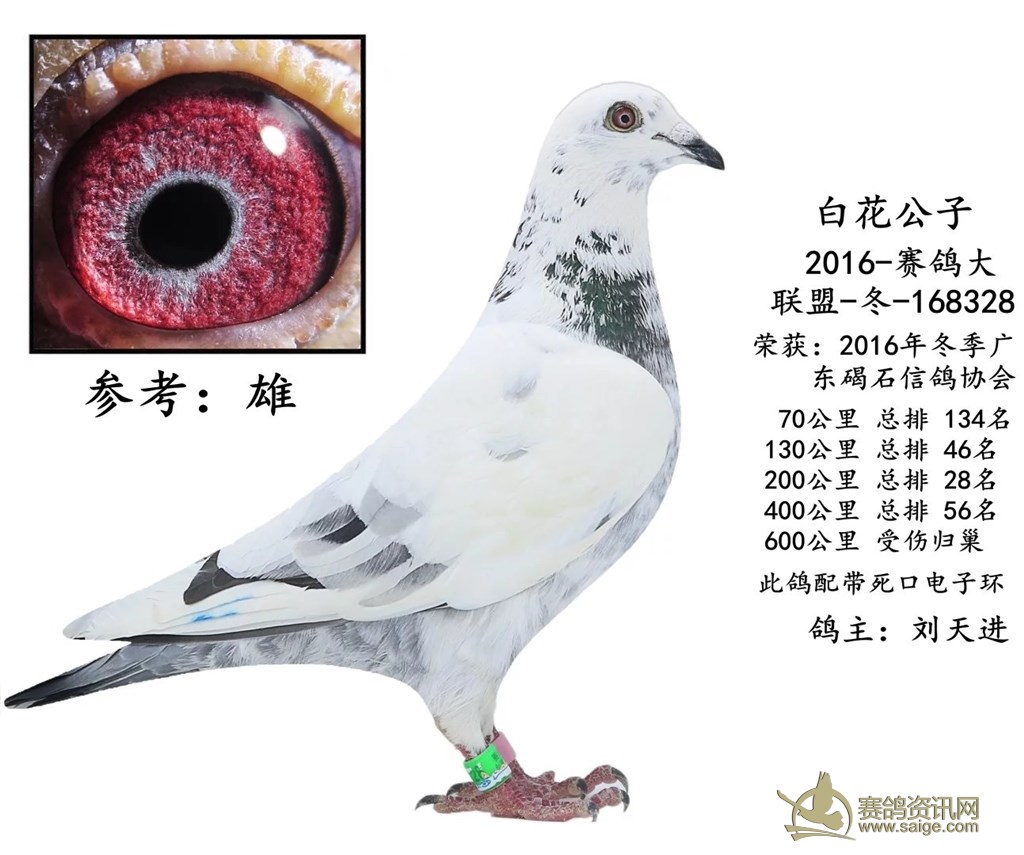 出售一羽2016年冬季陆丰赛鸽大联盟400公里56名麒麟花