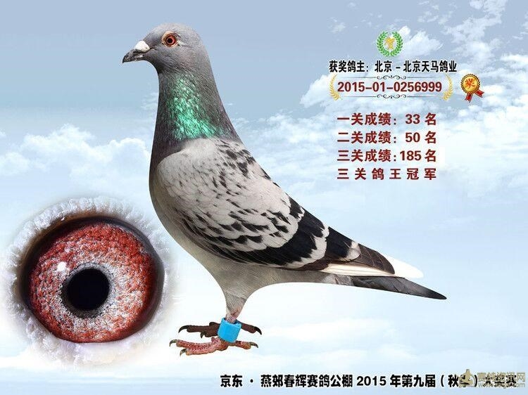 2015春辉公棚鸽王冠军