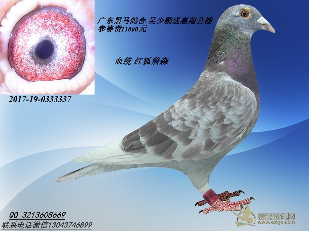 广东 黑马鸽舍-吴少鹏送惠翔公棚