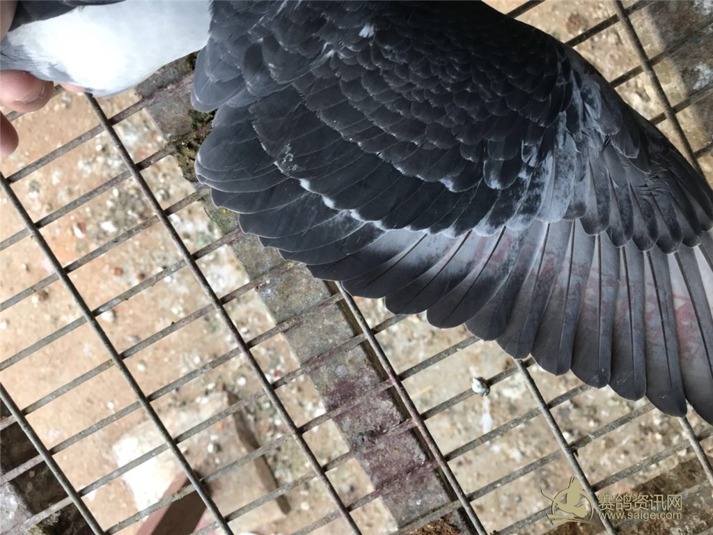 正二关 "天落" 台鸽 深雨点母鸽 手感一流 非常的秀气