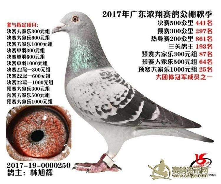 新到广东名家 潮州信鸽协会会长 金龙鸽业-林旭辉(也是广东裁判长)送
