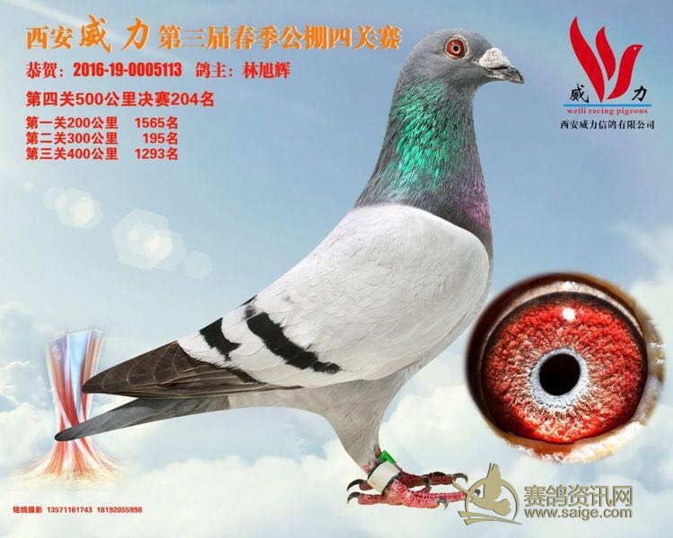 新到广东名家 潮州信鸽协会会长 金龙鸽业-林旭辉(也是广东裁判长)送