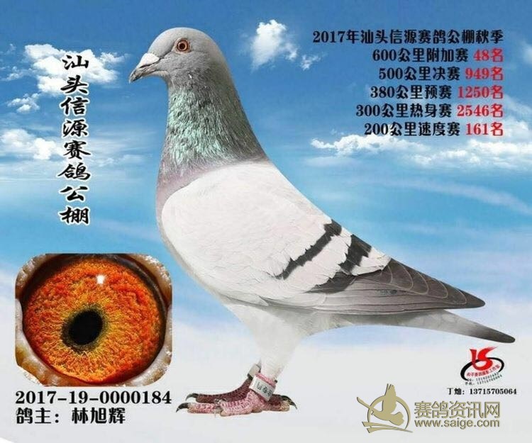 新到广东名家 潮州信鸽协会会长 金龙鸽业-林旭辉(也是广东裁判长)送