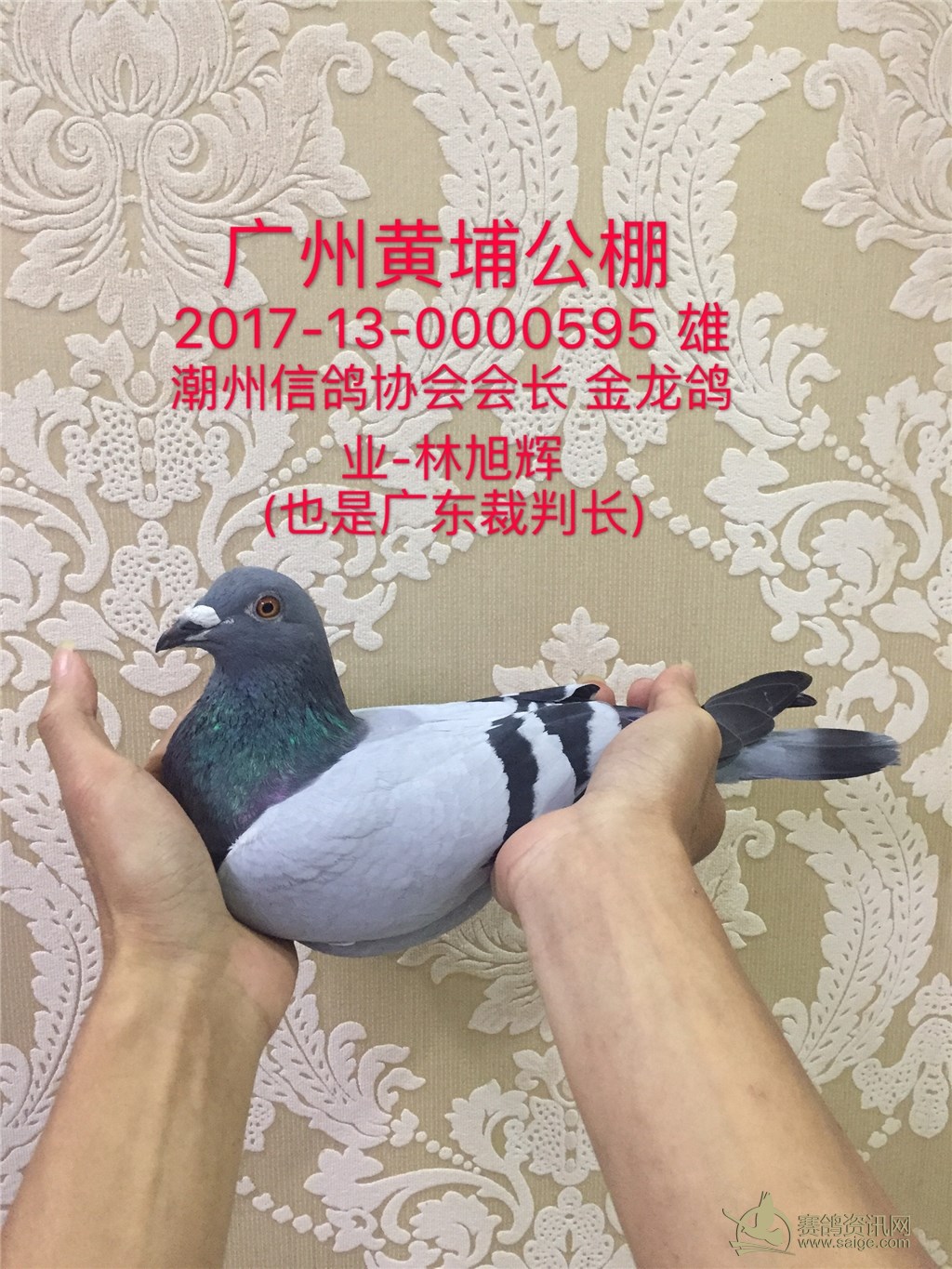 新到广东名家 潮州信鸽协会会长 金龙鸽业-林旭辉(也是广东裁判长)送