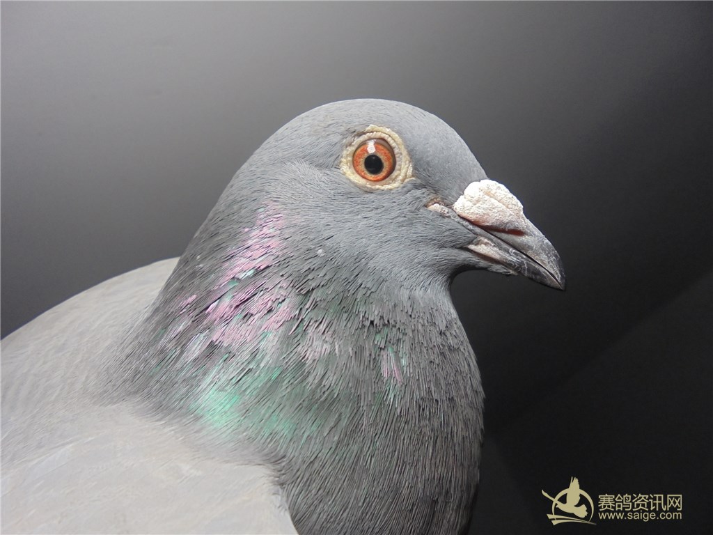 刚到2018春季北海高质量高品质经历过一关二