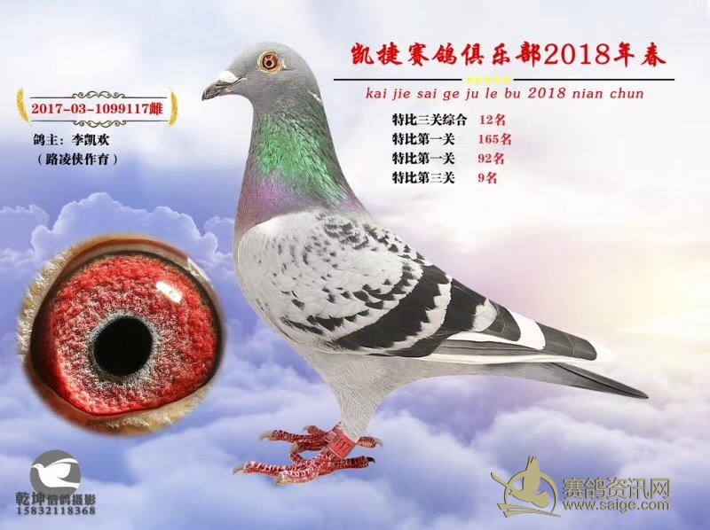 凯捷俱乐部2018年春季特比环获奖鸽图片欣赏