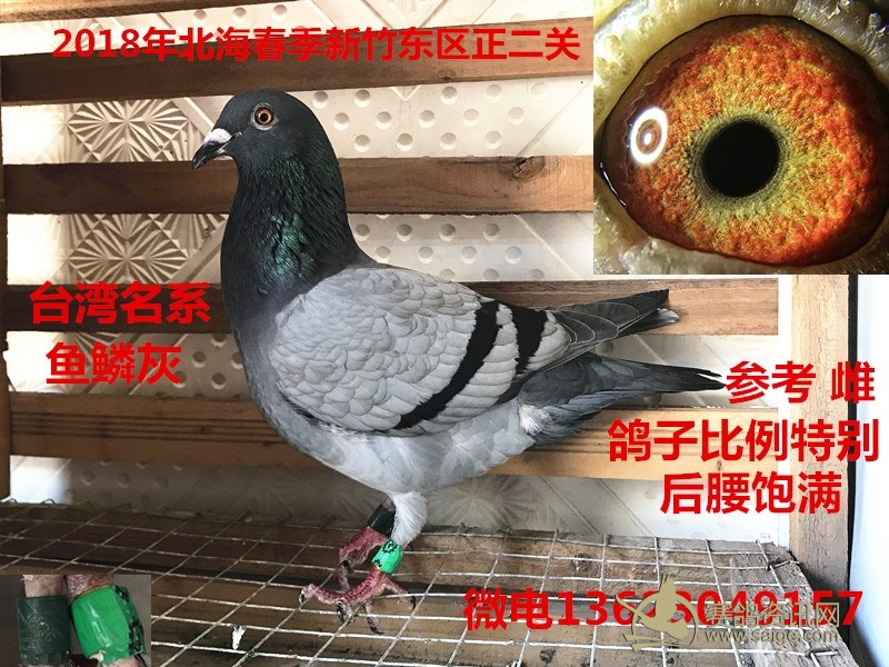 已出售2018北海新竹东区正2关台湾名系鱼鳞灰