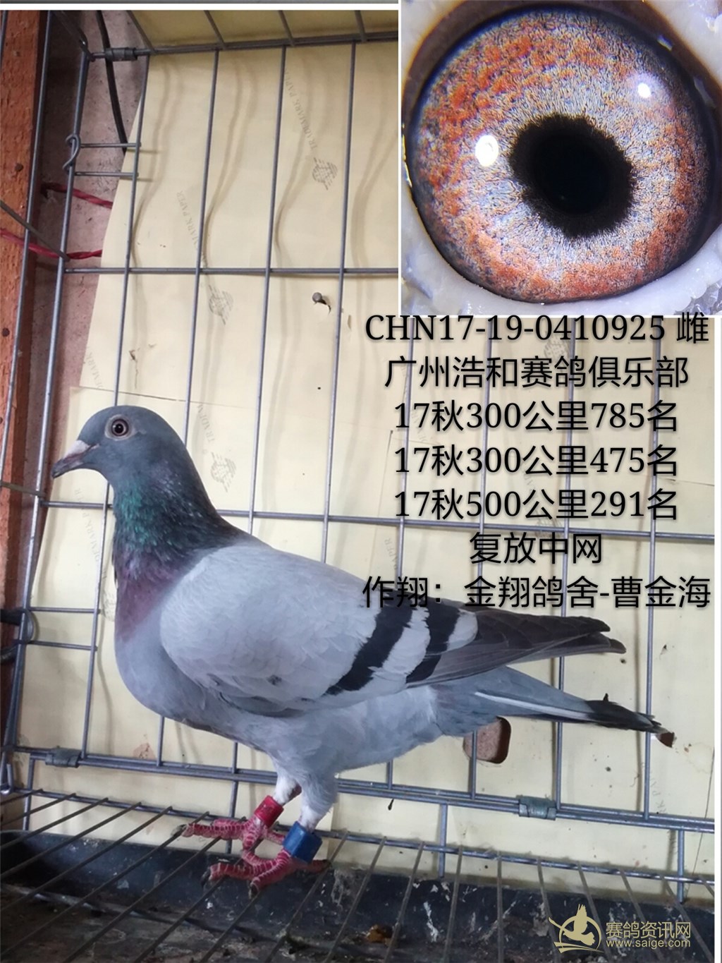 广州浩和俱乐部:金翔鸽舍-曹金海(已售)