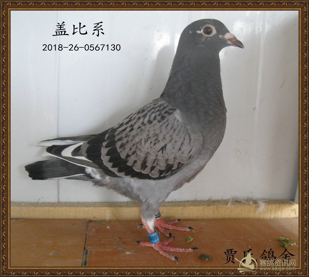 68a201bb-00bb-4e4e-852c-17e3cc7ad2dc.jpg