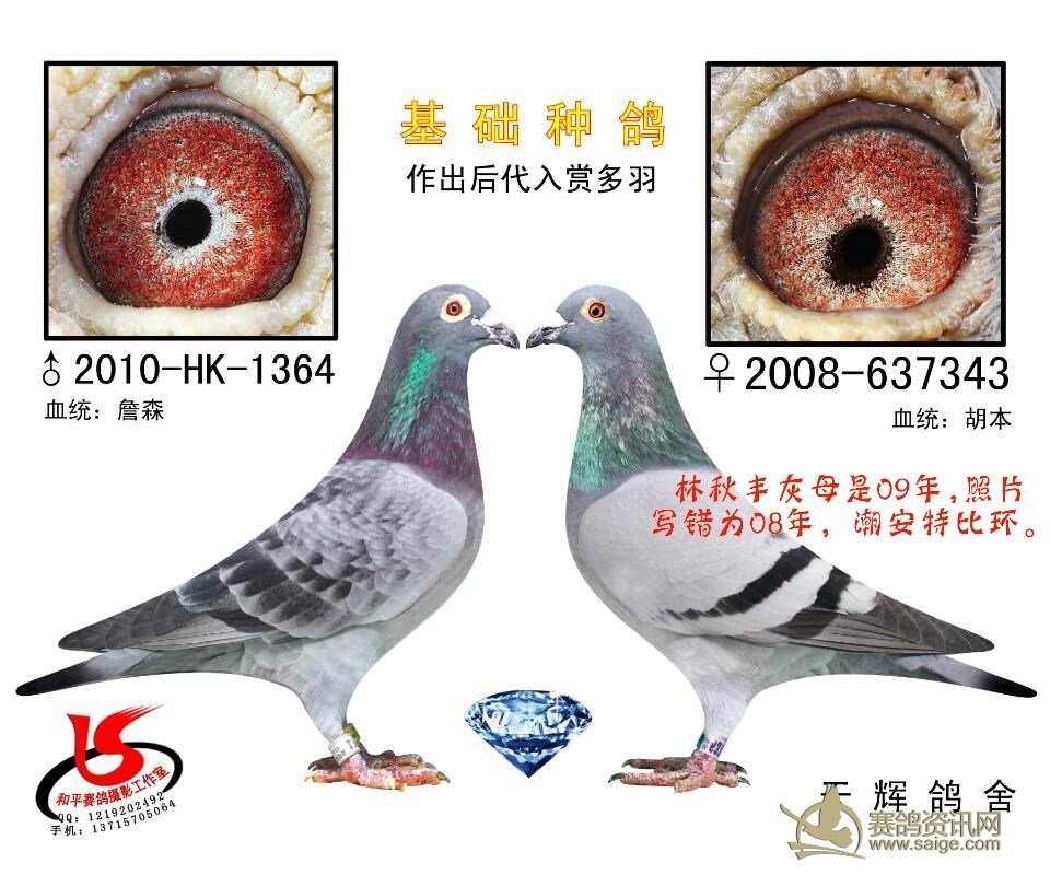 天辉赛鸽血统种鸽詹森胡本已售
