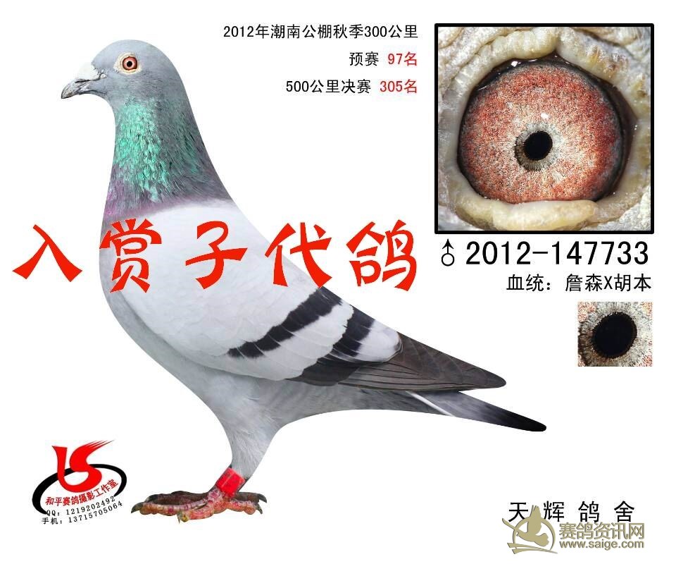 信鸽商城 店铺动态   天辉赛鸽 血统种鸽詹森*胡本   一对 ￥ 2000.