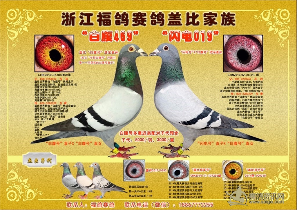 詹森原舍子代大本营