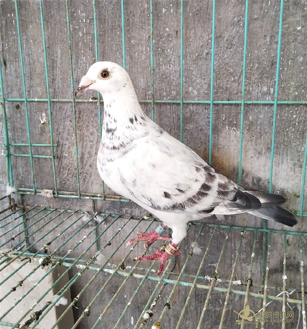 台湾大名家:明月集团原棚种母带种鸽环,血统书 血统:苍白骑士 电话