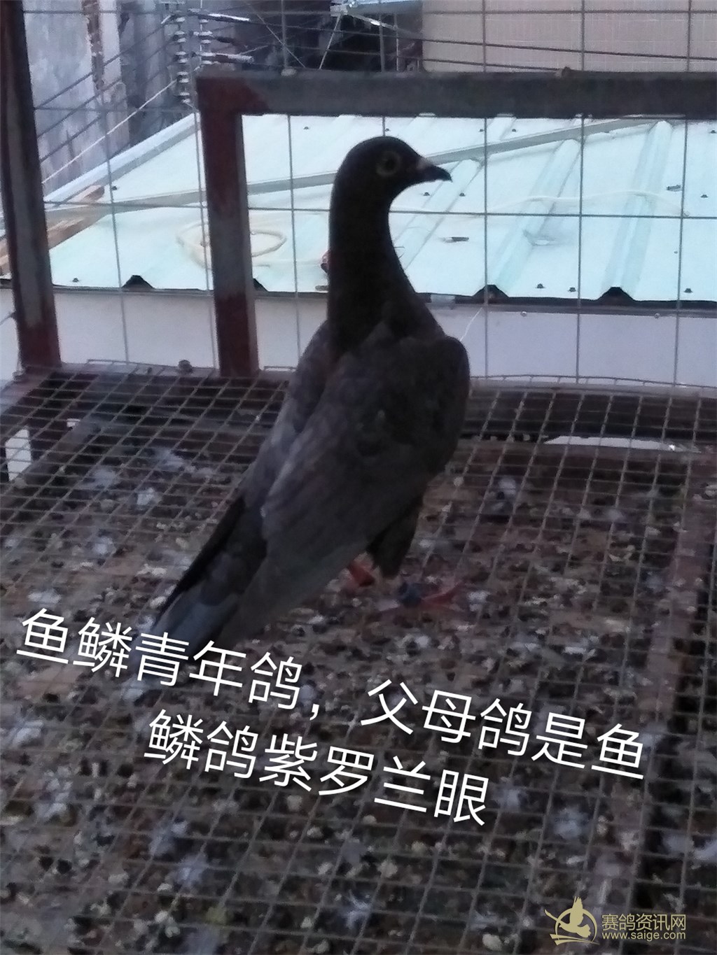 出只异色青年鱼鳞鸽,父母鸽都是鱼鳞鸽紫罗兰眼,a13729204440微信同步