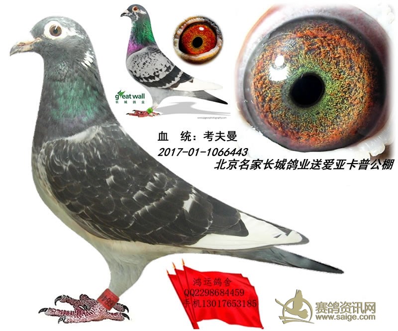 北京名家长城鸽业送爱亚卡普公棚