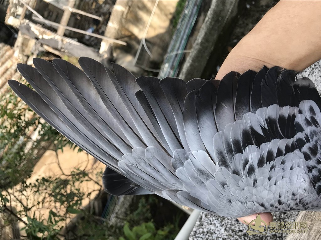 西安真爱赛鸽-何志方(西安市信鸽协会主席) 20