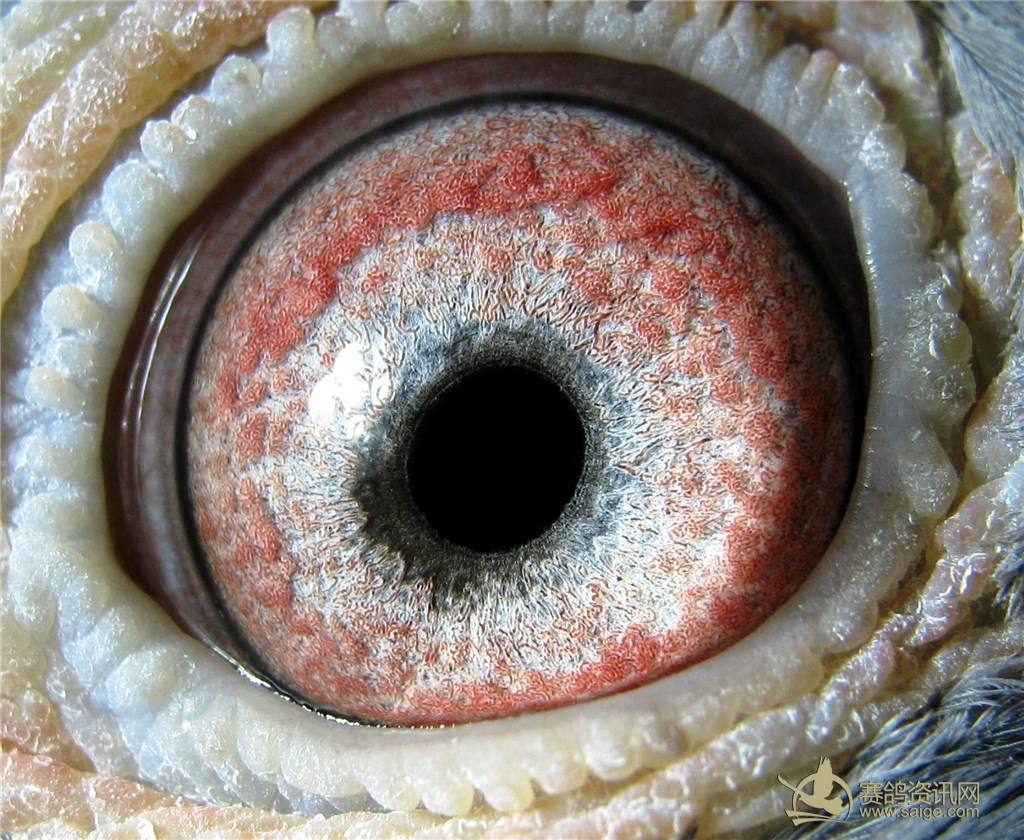 西安真爱赛鸽-何志方(西安市信鸽协会主席) 20