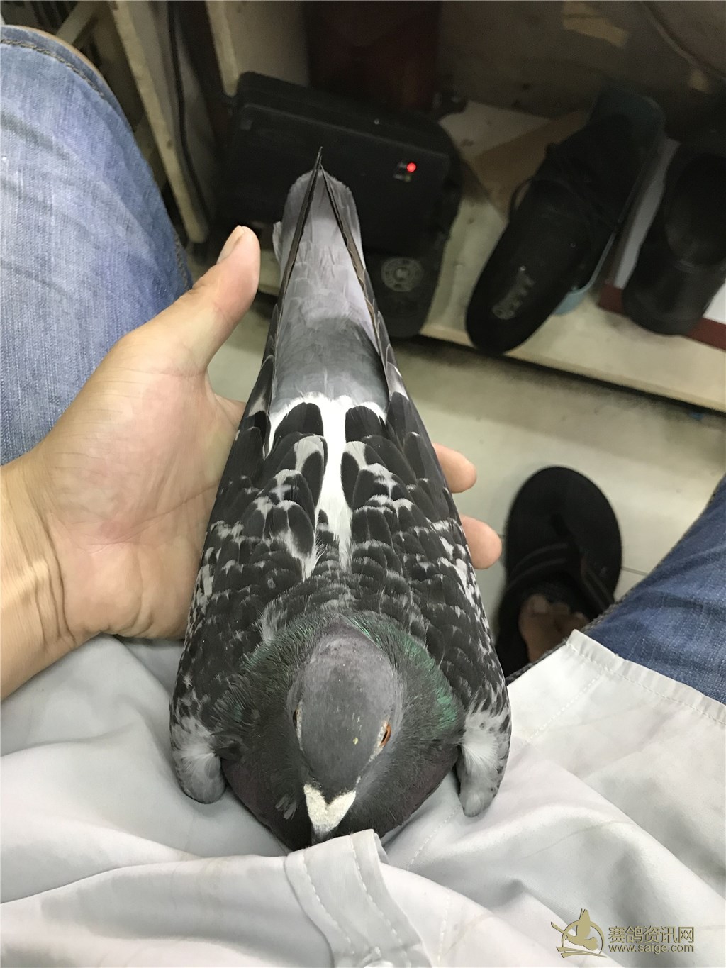 鸽友清棚极品2012年种鸽母鸽一羽本身2012年蝙蝠侠a极品图片