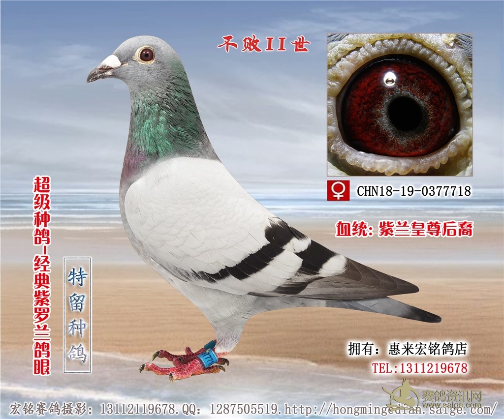 经典种鸽···········【紫罗兰鸽眼