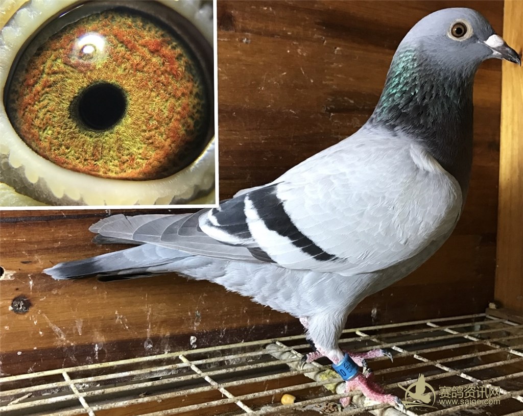 2018年河源市中天赛鸽公棚 2018-19-0269310