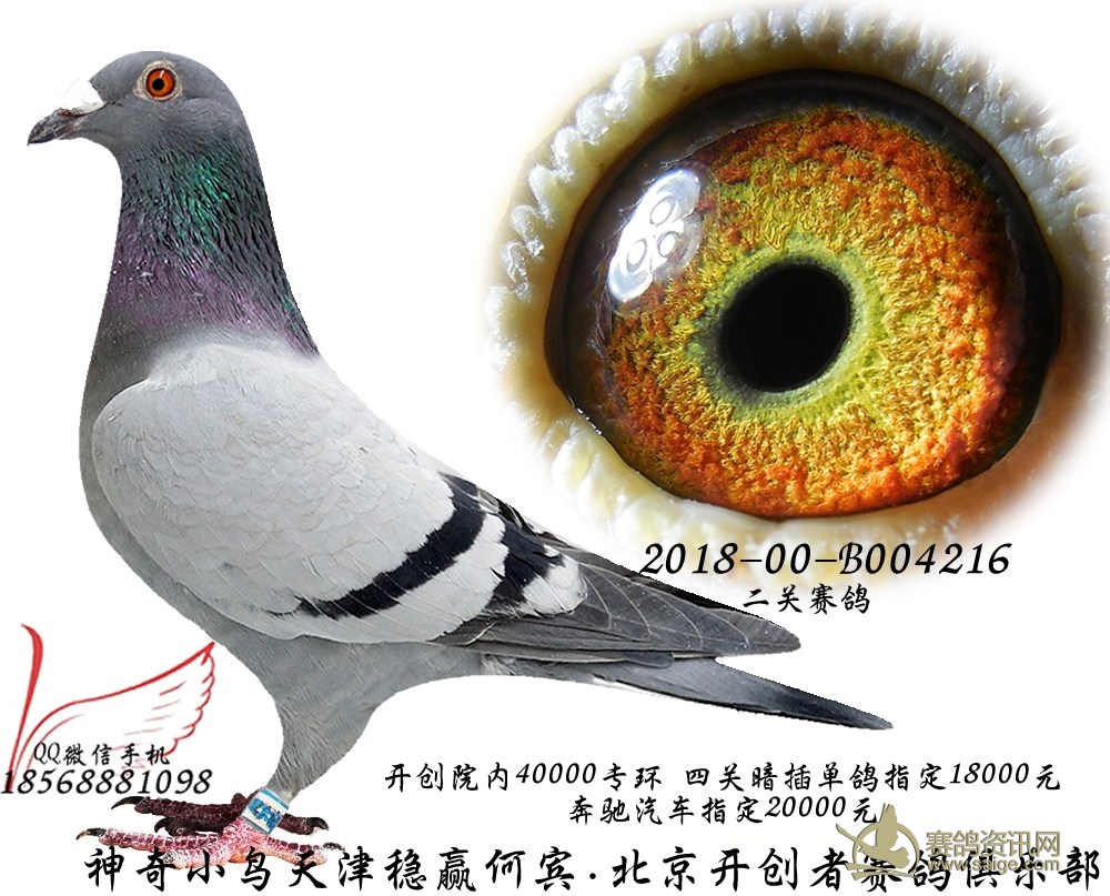 2018年神奇小鸟天津稳赢何宾北京开创者赛鸽俱乐部赛鸽 指定暗插多多