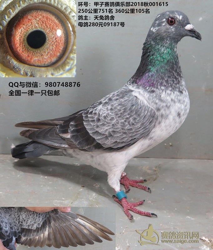 麒麟花母鸽 250公里751名 360公里105名 天兔鸽舍