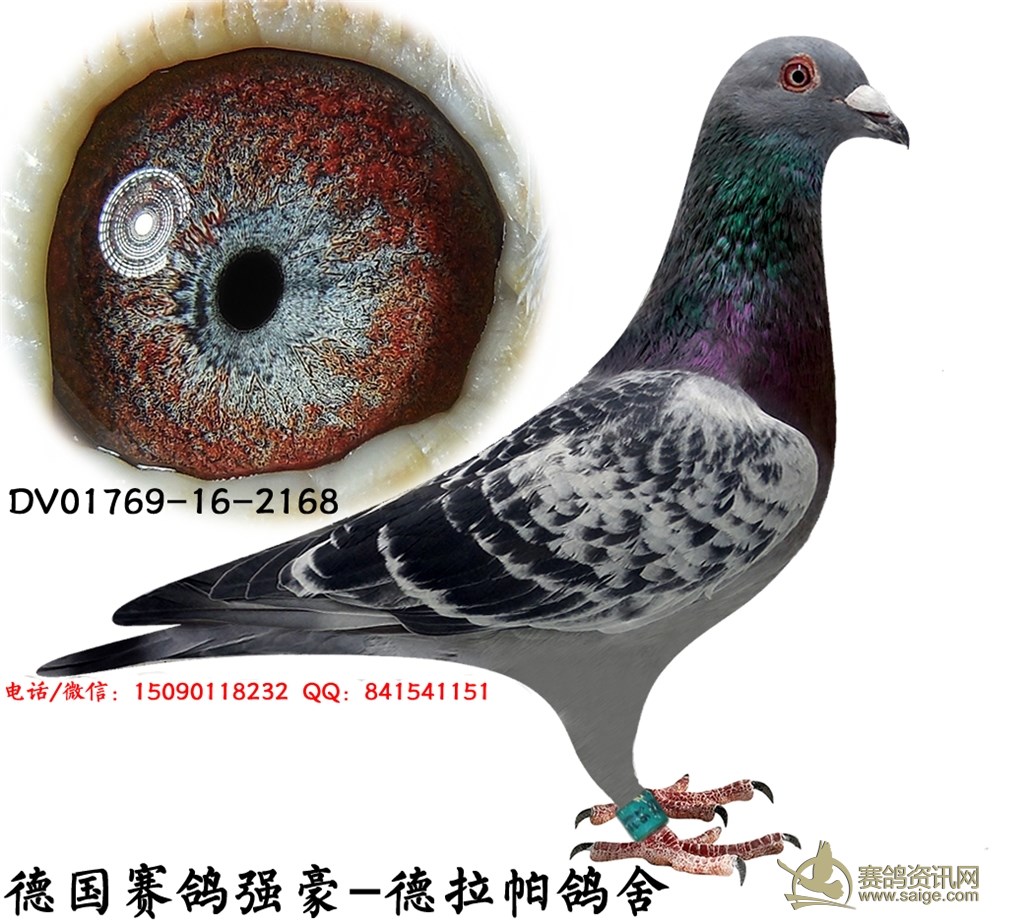 世界冠军-德拉帕,喜欢得鸽友请私聊,微信/电话:15090118232.
