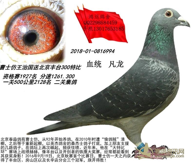 曹士仿送北京丰台3000特比 _分类信息_赛鸽资讯网