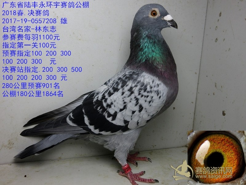 台湾名家-林东志_铭鸽_赛鸽资讯网