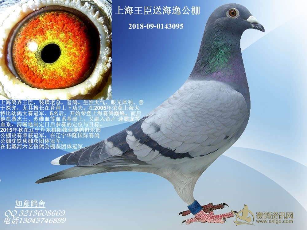 上海王臣送海逸公棚_赛鸽资讯网商城