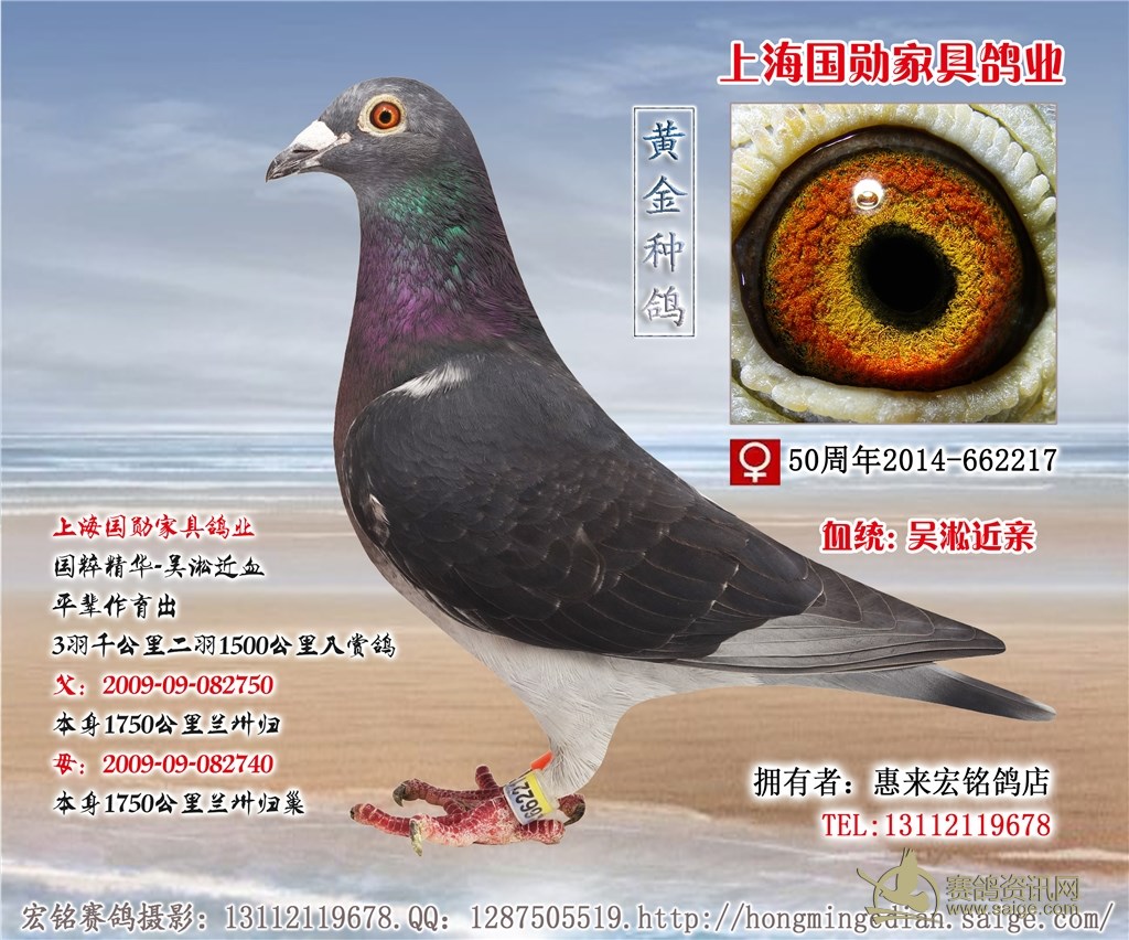上海国勋家具鸽业-【吴淞】-近亲种鸽,带血统书一份.
