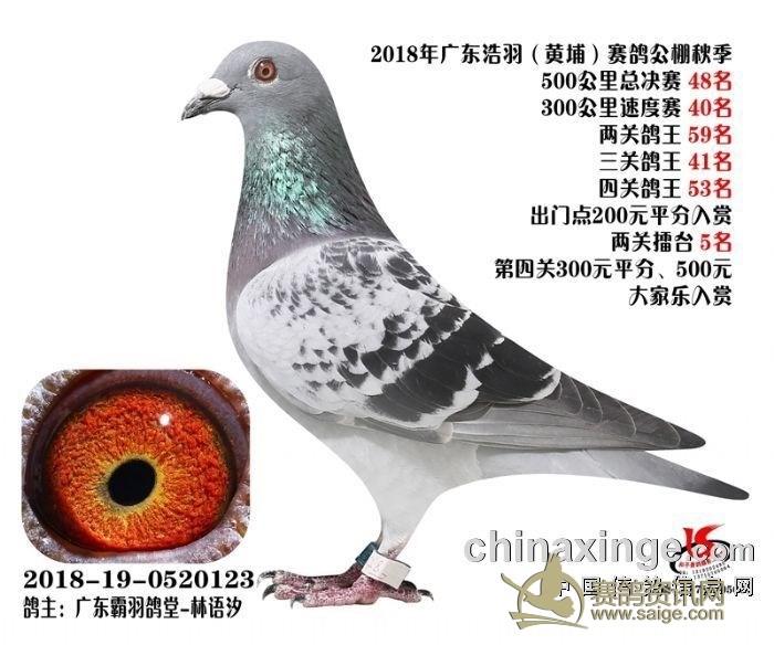 元鸽主历年来公棚屡获佳绩 今年黄埔公棚决赛获得亚军两关鸽王亚军两