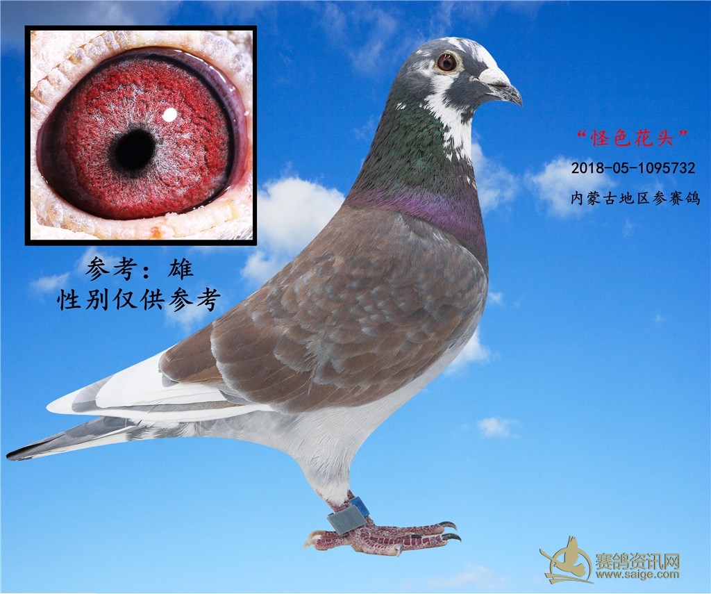 出售一羽2018年内蒙古地区怪色花头参赛鸽—雄 谢谢关注!(已售出)