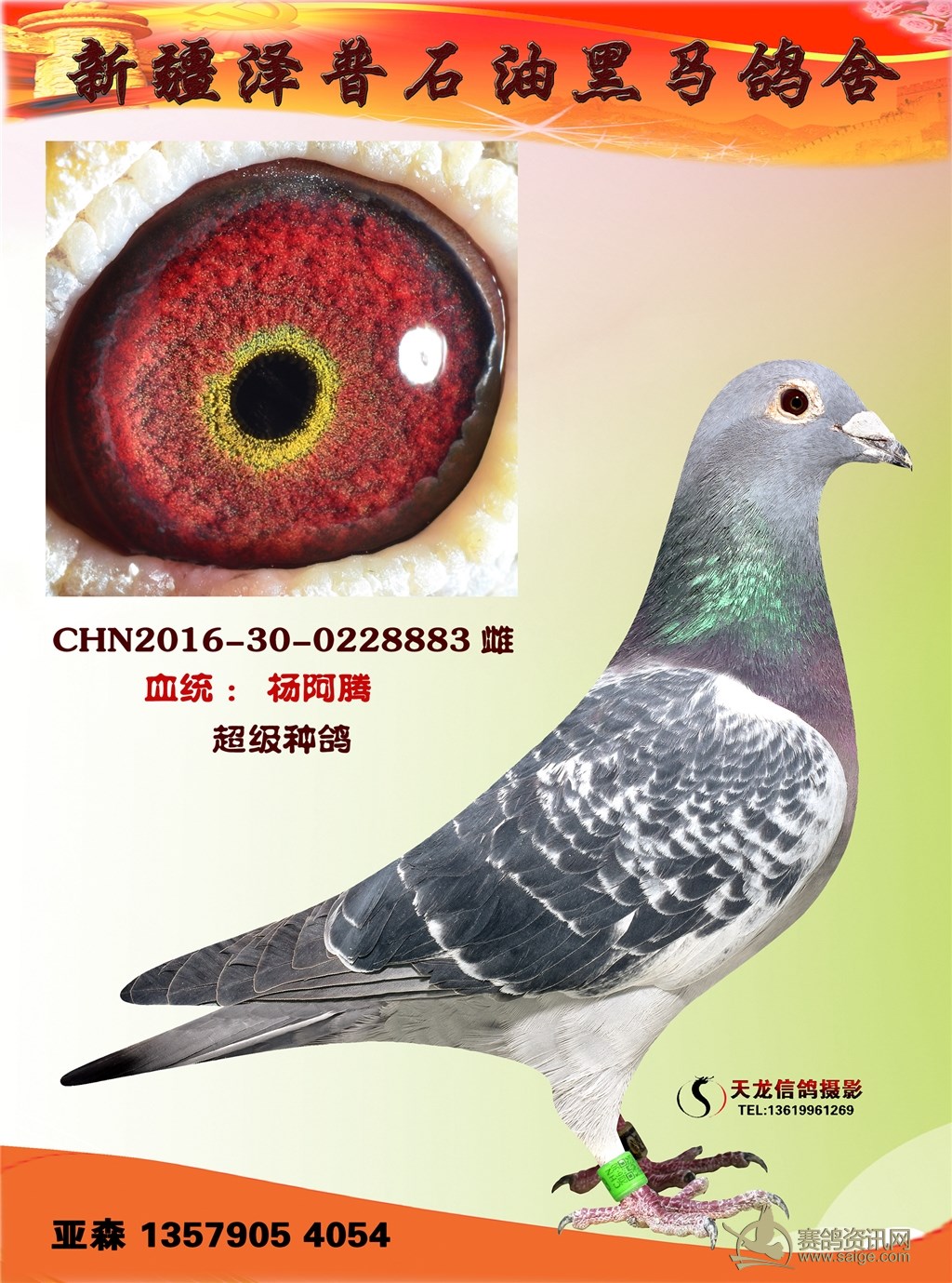 电脑毛脚不败,桑杰士东方不败,火箭 黑马鸽舍亚森种鸽
