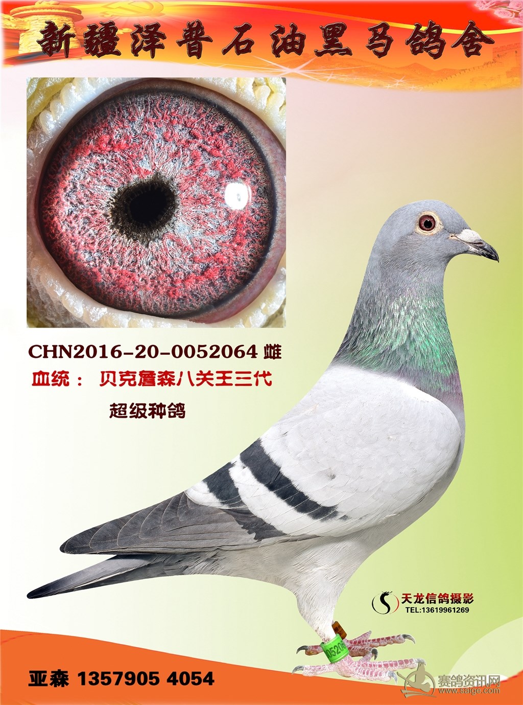 电脑毛脚不败,桑杰士东方不败,火箭 黑马鸽舍亚森种鸽