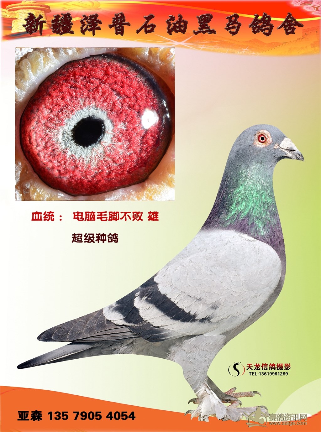 电脑毛脚不败,桑杰士东方不败,火箭 黑马鸽舍亚森种鸽