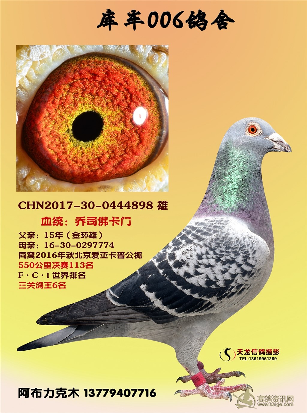 乔司佛卡门斯托尔戈马力新疆库车阿不力克木种鸽