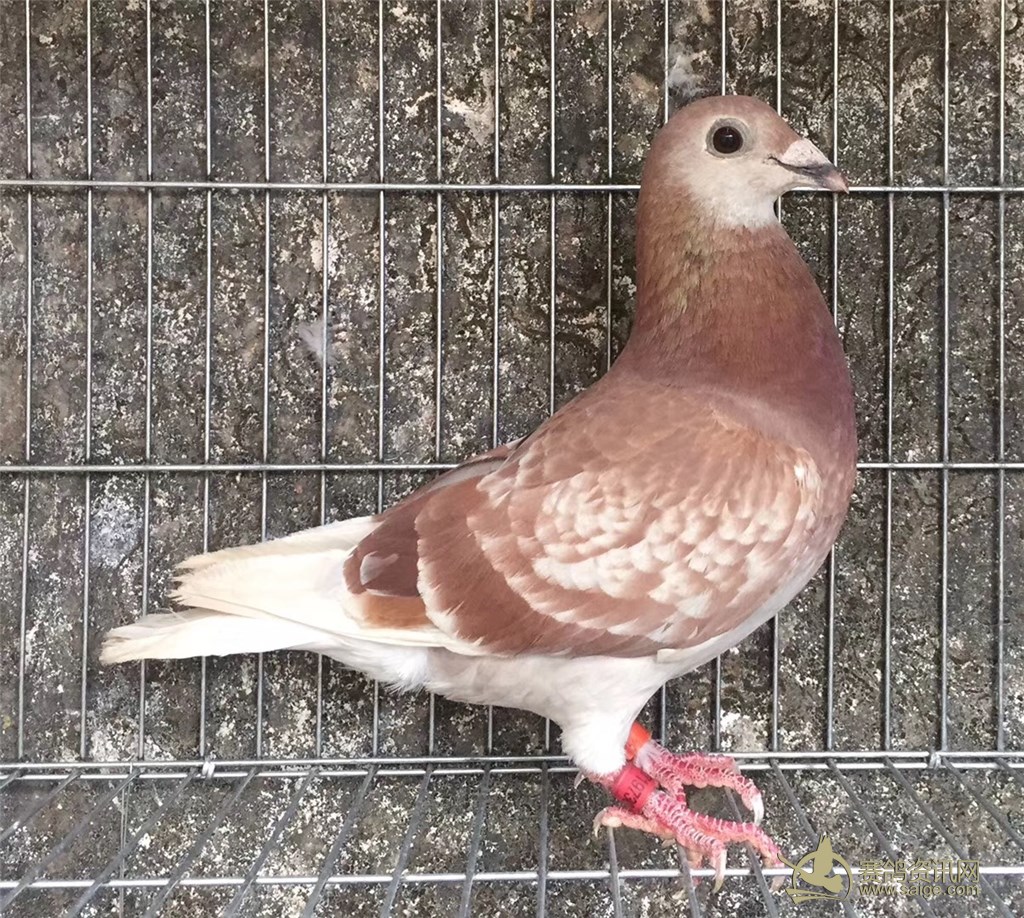 出售一羽2017年上海地区红雨点牛眼 无白毛参赛鸽—雄