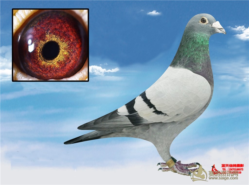 在线信鸽修图 个人 公棚协会 拍卖