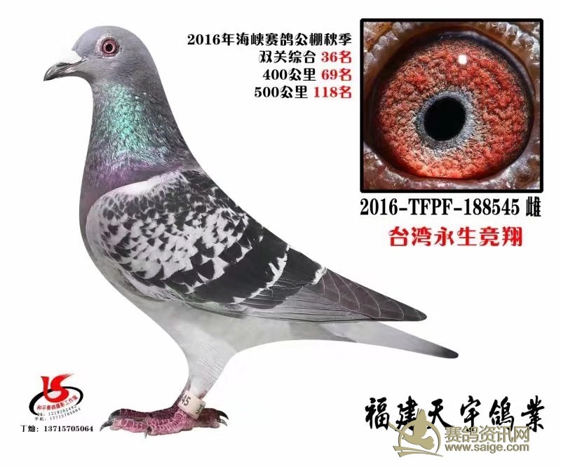 新到台湾名家台湾永生竞翔福建海峡公棚成绩鸽决赛118名双关综合36名