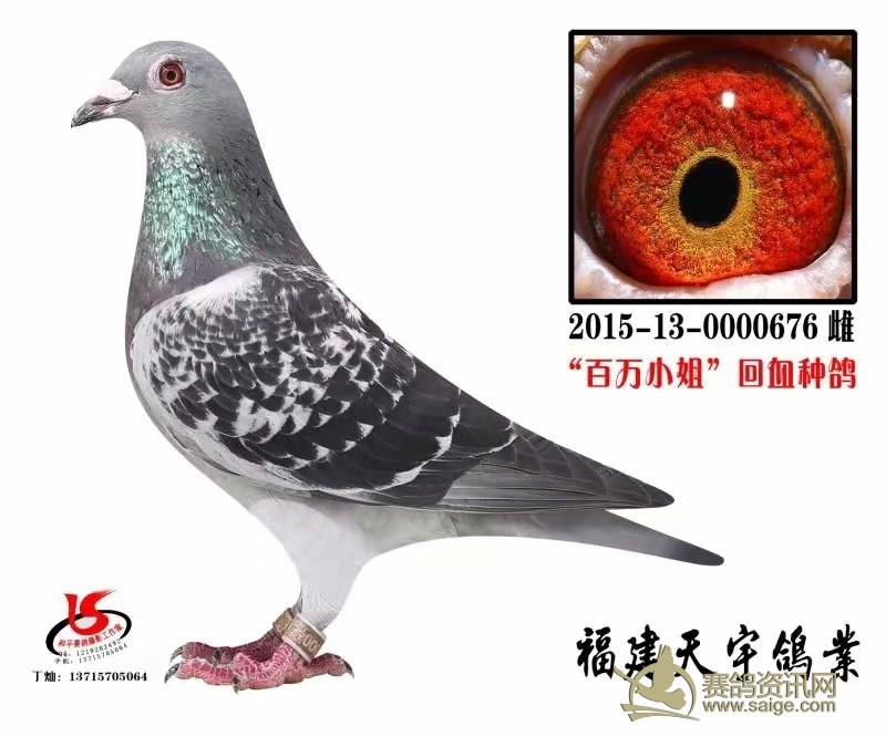 新到福建名家天宇鸽业-王嘉宇特留种鸽 百万小姐回血