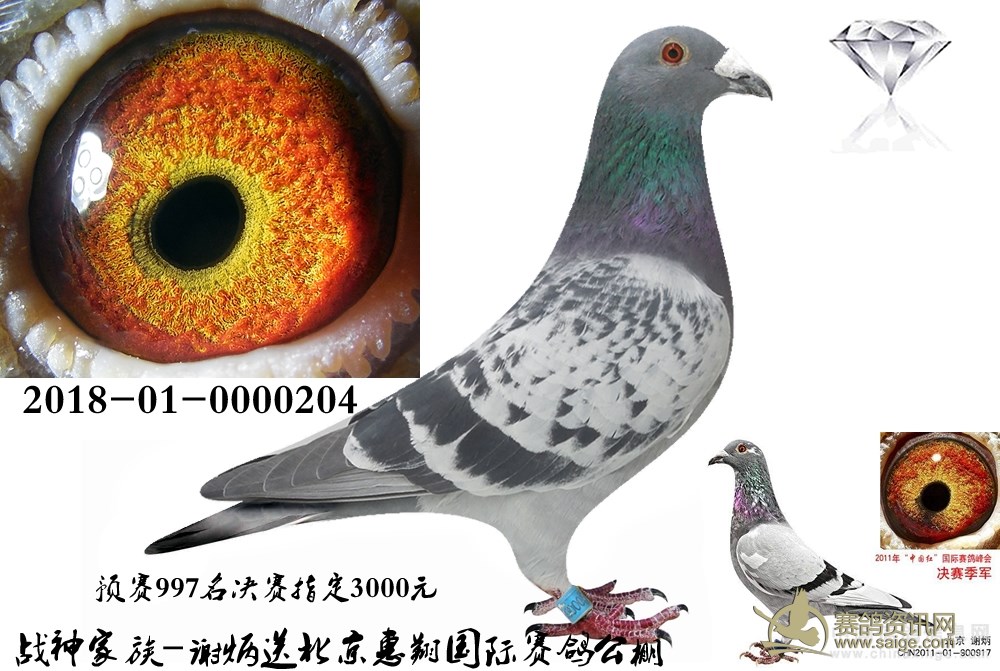 战神家族谢炳送北京惠翔赛鸽公棚 决赛鸽 喜欢的私聊