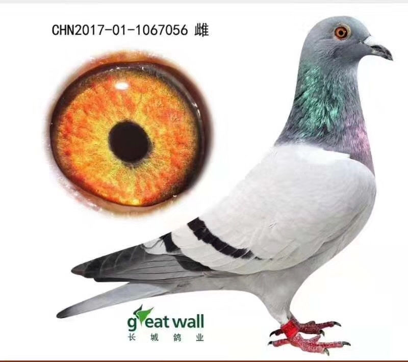 新到北京名家长城鸽业 喜欢联系15813900386