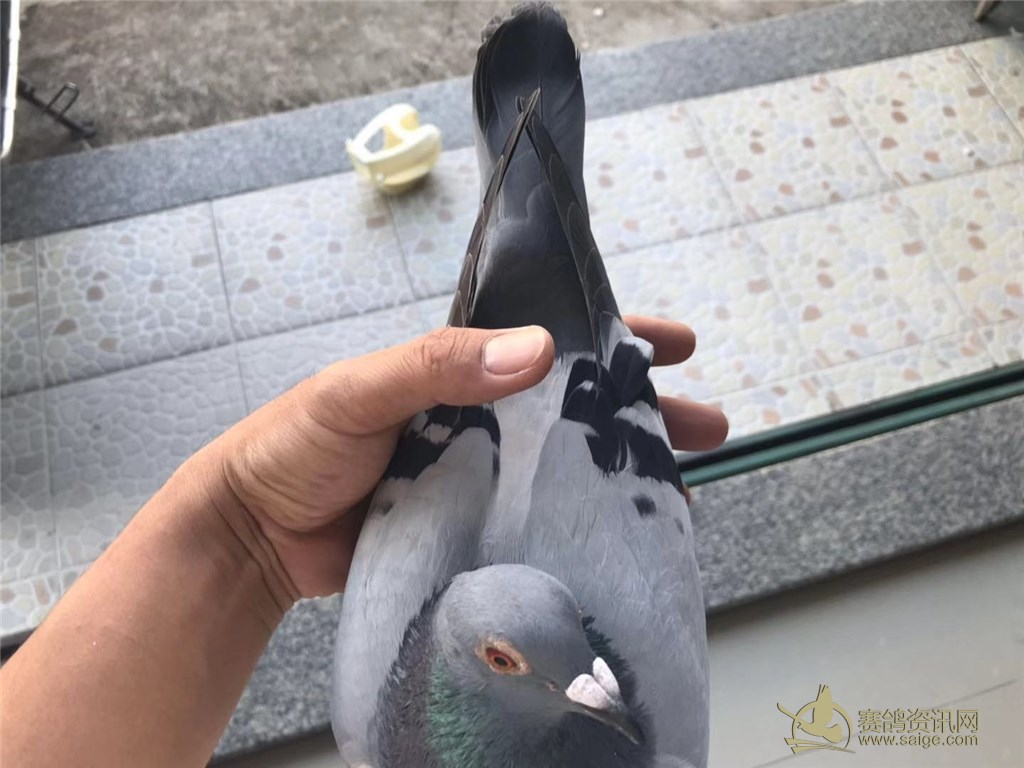 汕尾市海丰海翔赛鸽俱乐部,2018-19-0251314